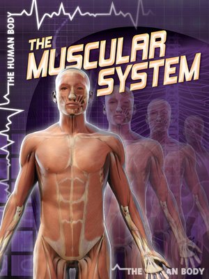 cover image of The Muscular System